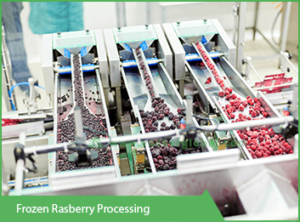 frozen-rasberry-processing vackerglobal